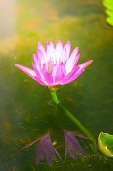 Lotus flowers blooming on the pond in summer