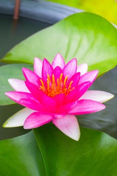 Lotus flowers blooming on the pond in summer