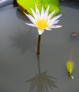 Lotus flowers blooming on the pond in summer