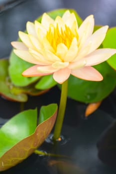 Lotus flowers blooming on the pond in summer