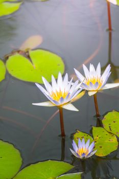 Lotus flowers blooming on the pond in summer