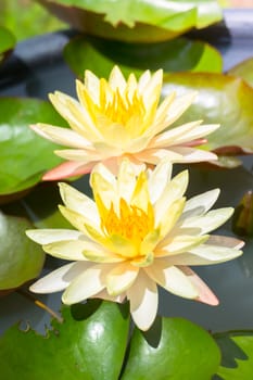 Lotus flowers blooming on the pond in summer