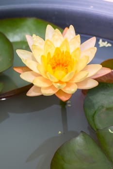 Lotus flowers blooming on the pond in summer