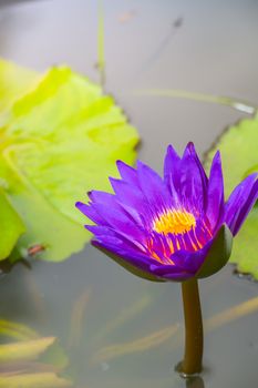 Lotus flowers blooming on the pond in summer