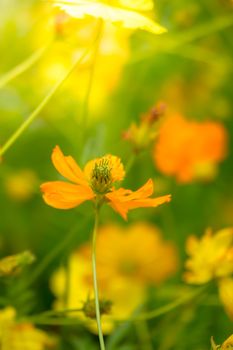 Beautiful Butterfly on Colorful Flower, nature background