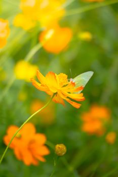 Beautiful Butterfly on Colorful Flower, nature background