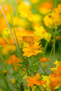 Beautiful Butterfly on Colorful Flower, nature background