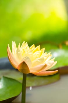 Lotus flowers blooming on the pond in summer