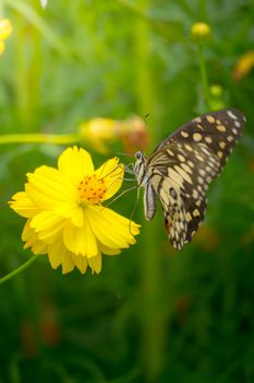 Beautiful Butterfly on Colorful Flower, nature background