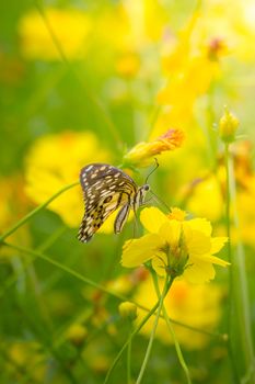 Beautiful Butterfly on Colorful Flower, nature background