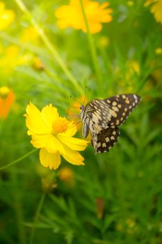 Beautiful Butterfly on Colorful Flower, nature background