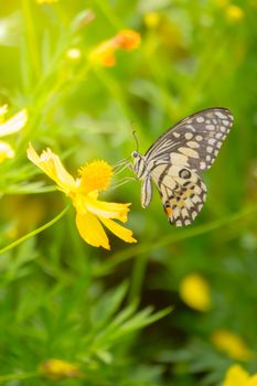 Beautiful Butterfly on Colorful Flower, nature background