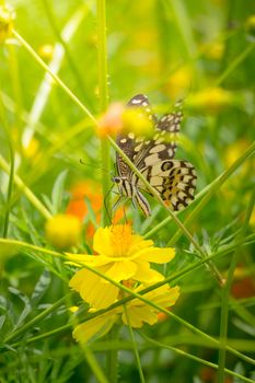 Beautiful Butterfly on Colorful Flower, nature background