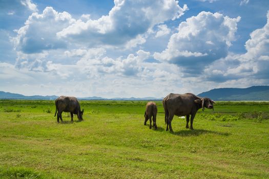 Buffalo Eating in Green Grass Field Meadow under Cloudy sunshine Sky