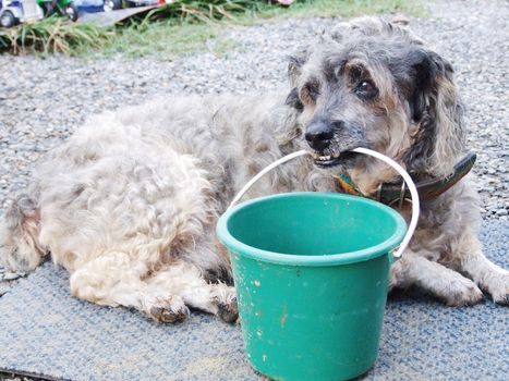 Poor dog lay down on the floor with a donation cup