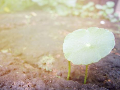 Start up business concept : Young plant growing in brown stone