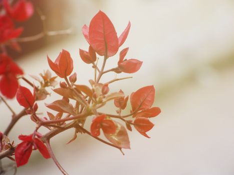 Nature background concept : Beautiful red flowers in garden