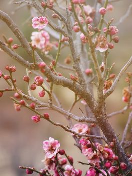 Nature background concept : Beautiful pink plum blossoms in spring