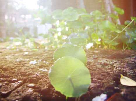 Start up business concept : Young plant growing in brown stone