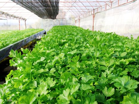 Agribusiness or food concept : Green coriander hydroponic vegetable farm