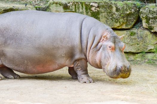 Hippopotamus seen from close up in an animal park in France