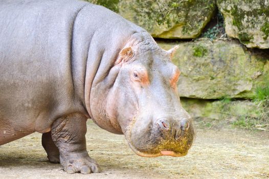 Hippopotamus seen from close up in an animal park in France