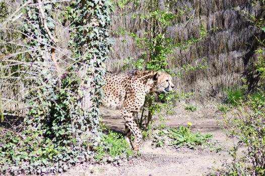 Leopard with a straight look in an animal park in France