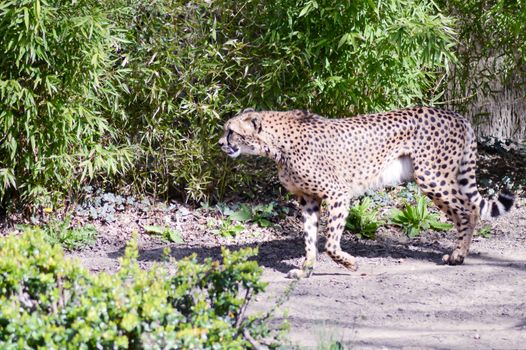 Leopard with a straight look in an animal park in France