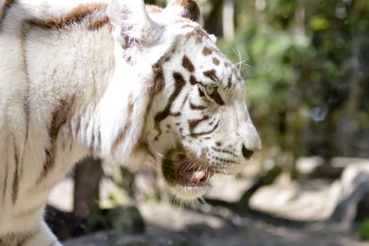 Look of a white Tiger in an animal park of France