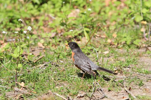 American Robin in early spring on ground