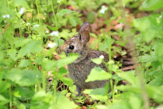 Cottontail Rabbit early spring eating greens