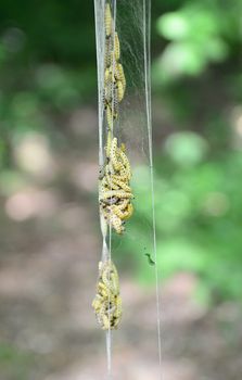 Yponomeuta cagnagella caterpillars in a web cocoon hanging on a plant. 