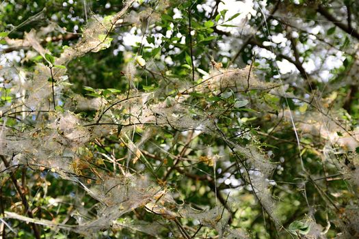 Web of the Yponomeuta cagnagella Spindle Ermine on the plant.