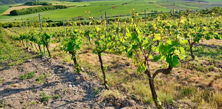 View of the vineyard in the Czech Central Mountains.