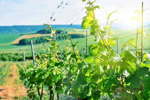 View of the wine plant in vineyard with sunlight rays and lens flare.