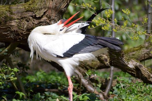 One storks in a wood in front of a tree trunk