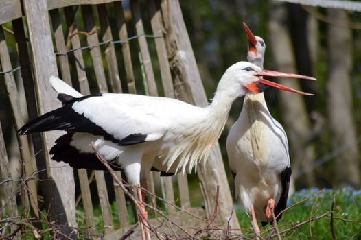 Two storks in a wood in front of a tree trunk