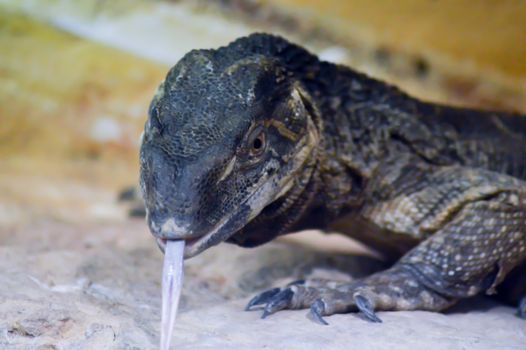 Iguana tongue out in an animal park in France