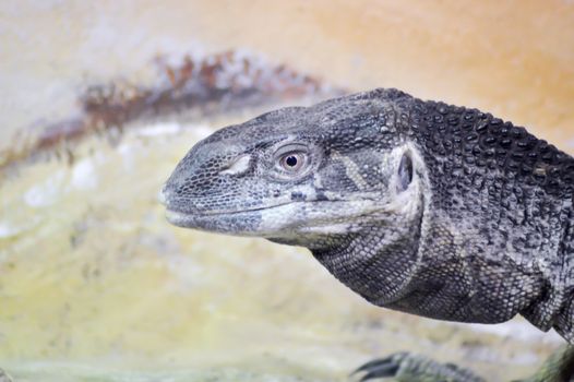 Head of an Iguana in close-up in an animal park in France