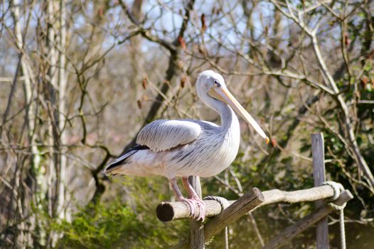 Pelican who makes his toilet on a wooden promontory in a zoo in france