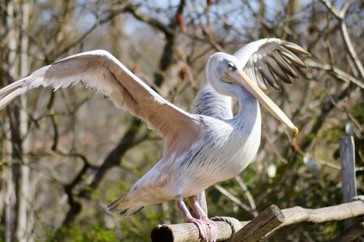 Pelican who makes his toilet on a wooden promontory in a zoo in france