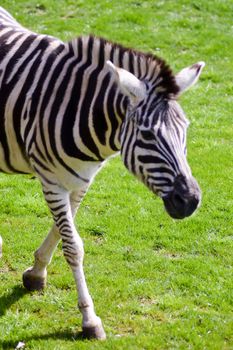 zebra in a meadow in an animal park in France