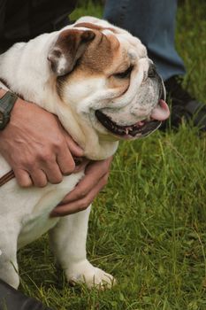 Man petting cute english bulldog at park