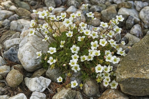 White flowers growing between the stones