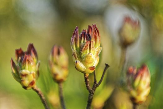 Flower buds of rhododendron on a blurred green background