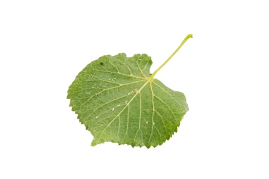 Underside linden leaf isolated on a white background