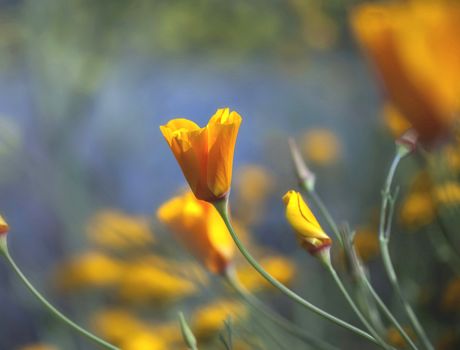 California Poppy, Taken at Uvas Reservoir, Morgan Hill, California