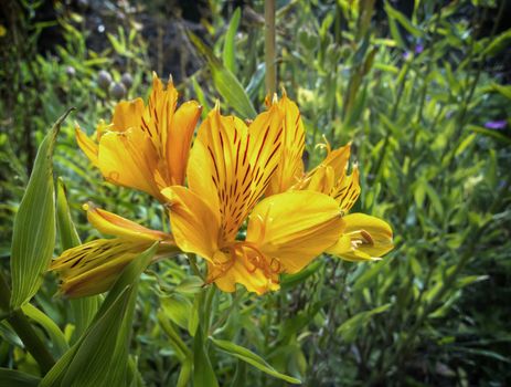 Exotic gold flower with red stripes.