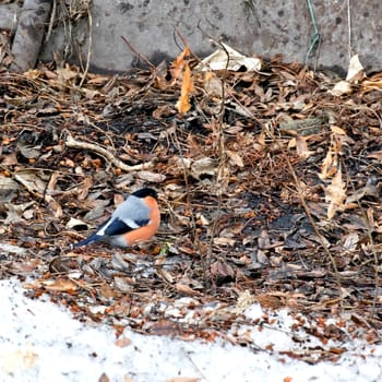 bullfinch eating Rowan on the ground in sunny day