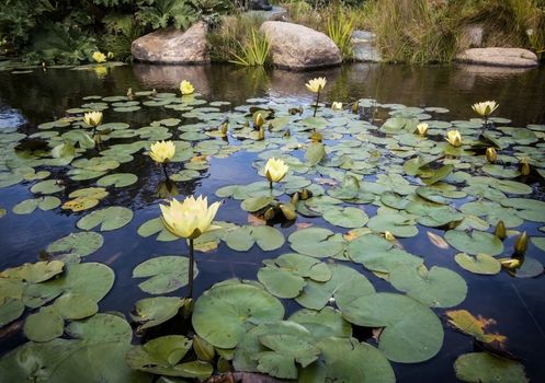 Pond of Lotus and rocks. This image was taken in Golden Gate Park, located in San Francisco, California.